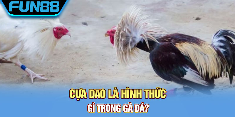 Cựa Dao Gà Đá Là Gì? Khám Phá Về Thiên Đường Đá Gà Cực Chất Cựa dao là hình thức gì trong gà đá?
